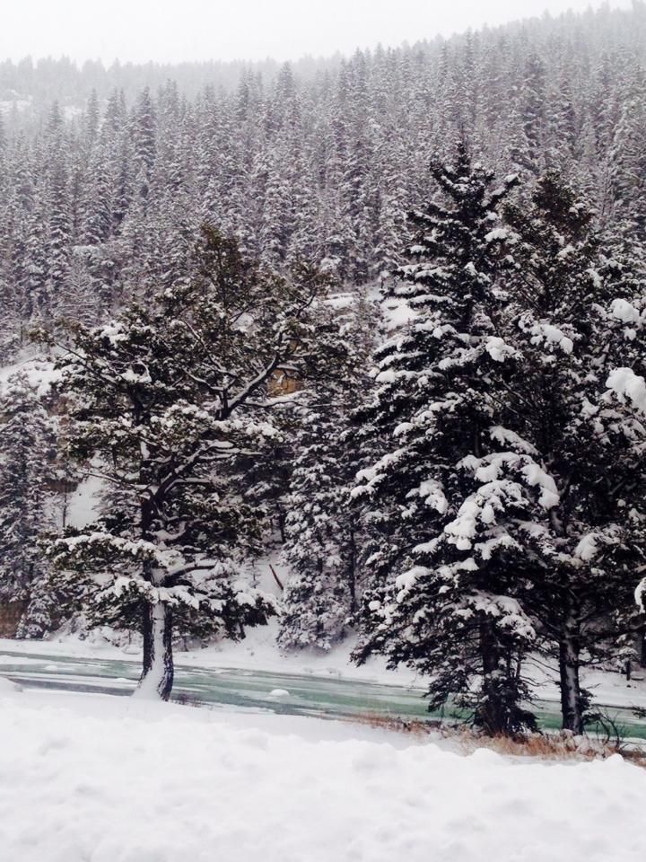 Snow on Trees